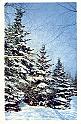 71raskin_l_maximov_b12