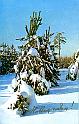75tihonov_v_LKTsP_qq